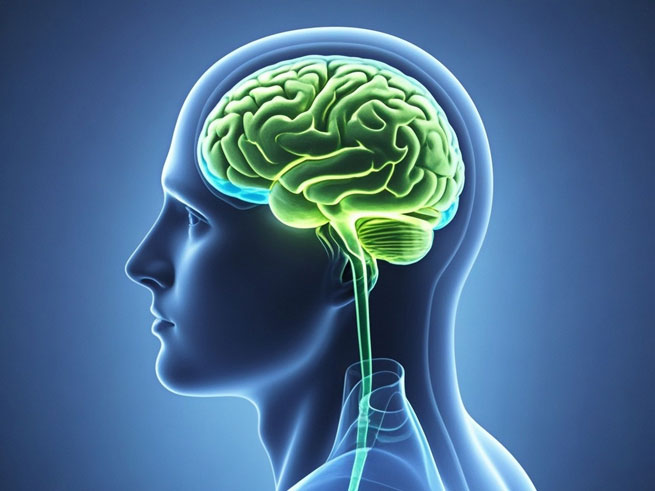 nettle extract powder