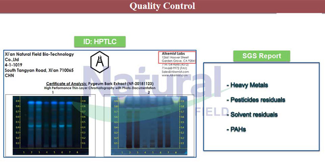 saw palmetto bulk powder