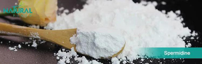 pumpkin seed extract powder