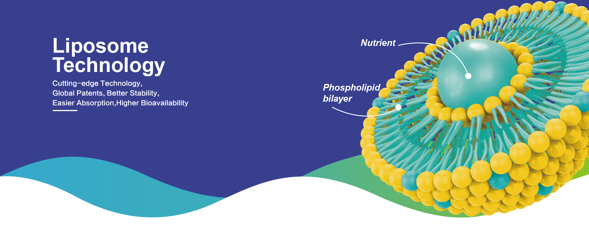 Natürliche Feld liposomen produkte