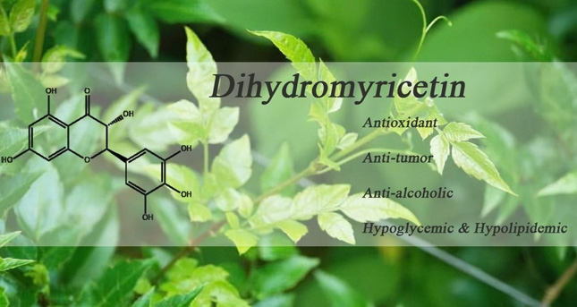 Dihydro myricetin Wissen über Leber schutz