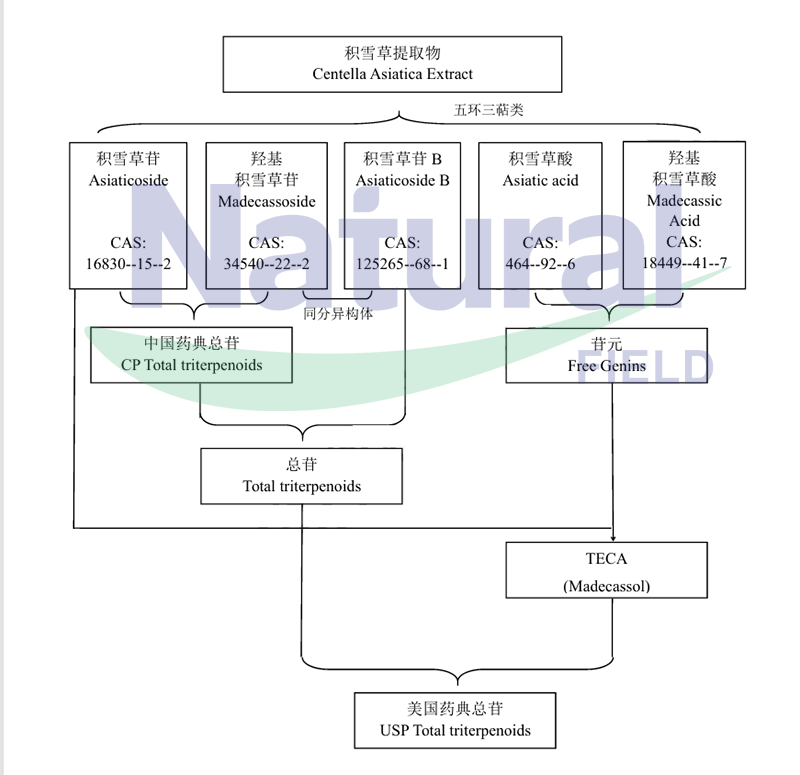 Effective_components_of_centella_asiatica_extract.gif