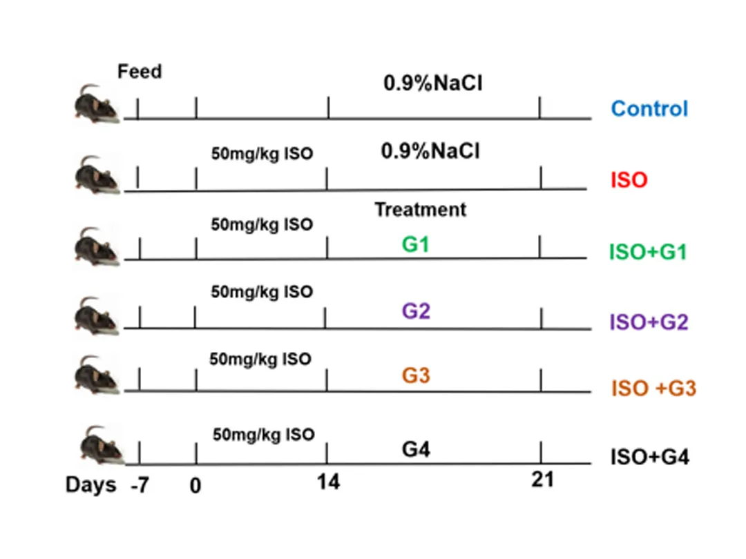 Eine neue Schutz kraft für die kardio vaskuläre Gesundheit: Der innovative Ansatz von NFLIpo®CoQ10 Co-geladene Liposomen