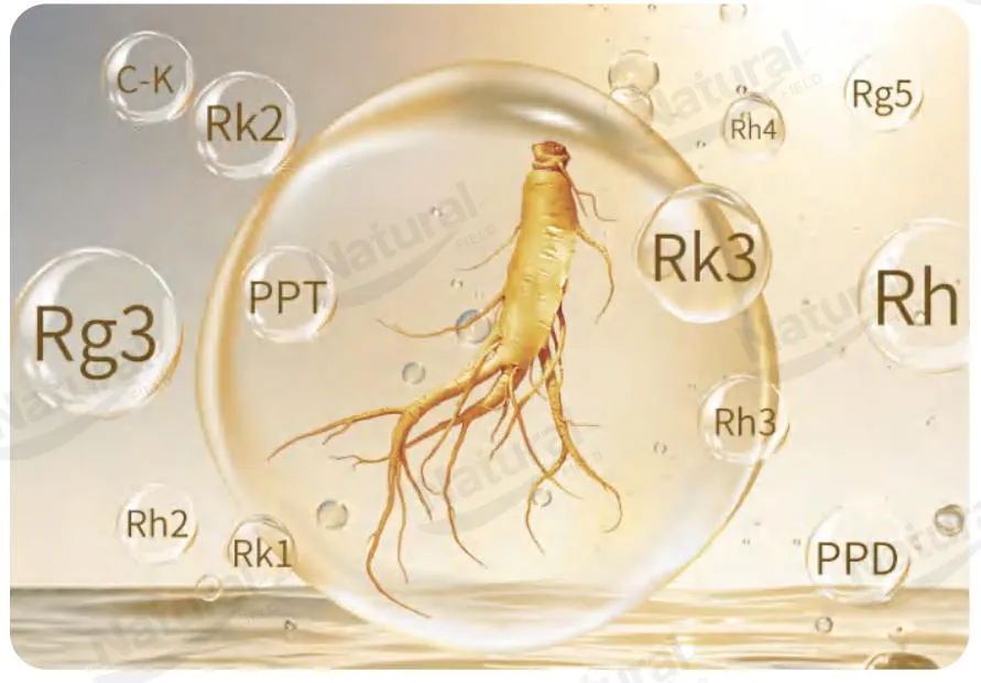 Die Rolle und die Vorteile von Selten Ginsenosiden beim Co-Loading-Liposomen