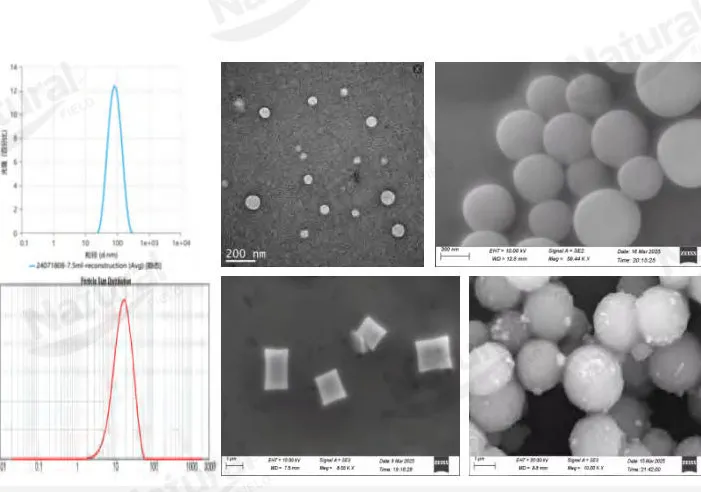 Wie unter scheidet man die Echtheit von Liposomen?