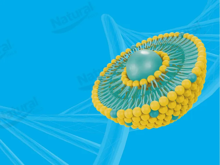 So wählen Sie hochwertige Liposomen-Lieferanten aus