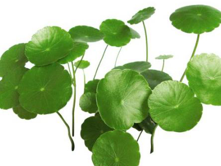 centella_asiatica_extract.jpg